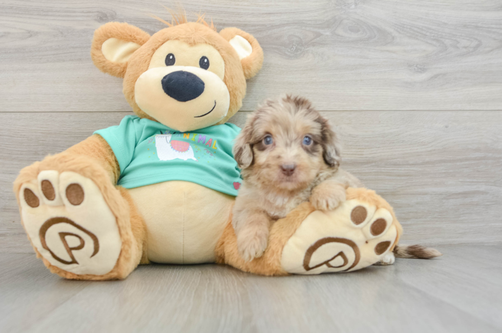 7 week old Mini Aussiedoodle Puppy For Sale - Florida Fur Babies