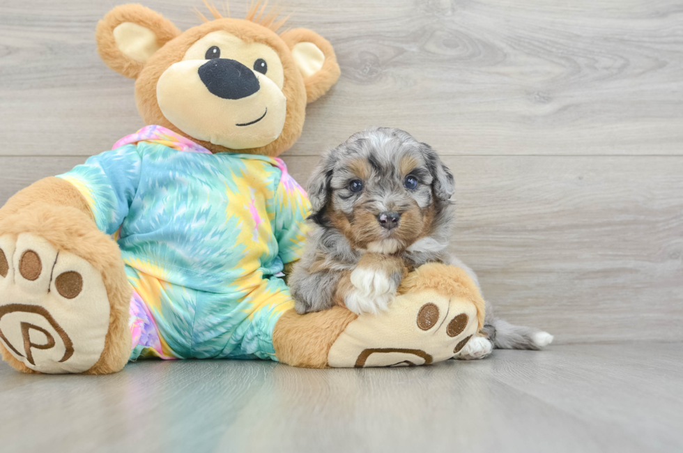 5 week old Mini Aussiedoodle Puppy For Sale - Florida Fur Babies