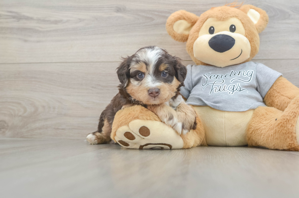 5 week old Mini Aussiedoodle Puppy For Sale - Florida Fur Babies