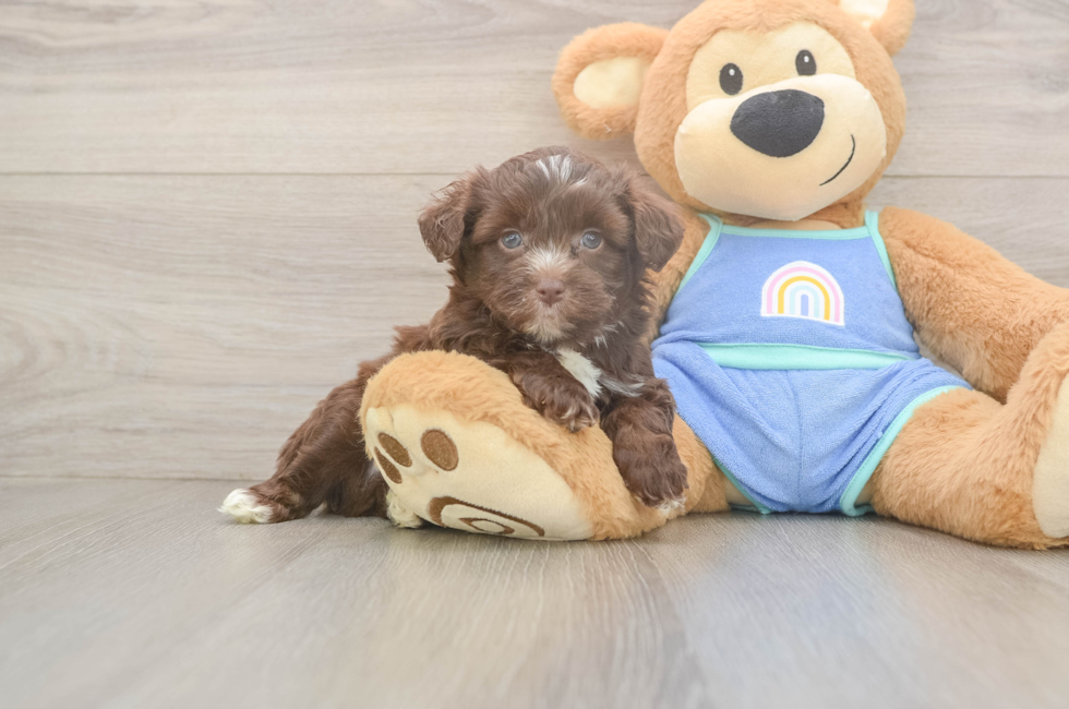 5 week old Mini Aussiedoodle Puppy For Sale - Florida Fur Babies