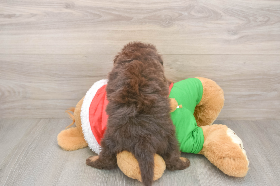 Energetic Aussie Poo Poodle Mix Puppy