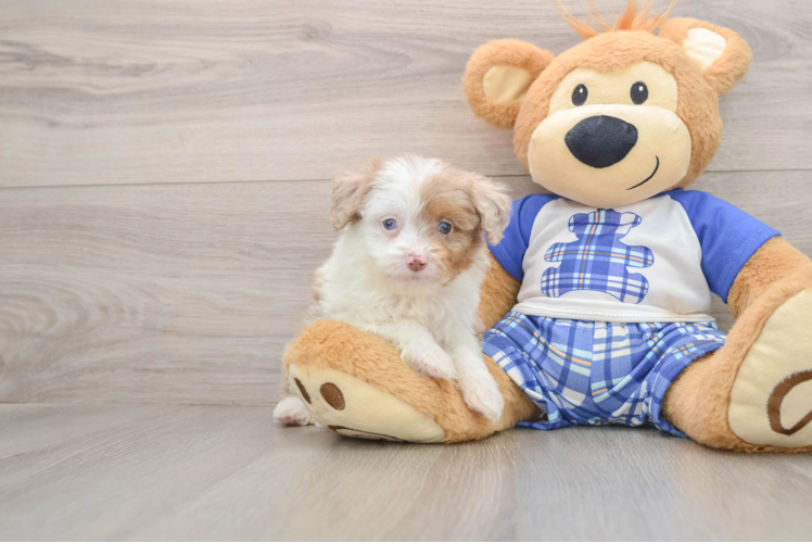 Mini Aussiedoodle Pup Being Cute