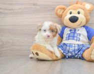 7 week old Mini Aussiedoodle Puppy For Sale - Florida Fur Babies