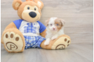 Playful Mini Aussiepoodle Poodle Mix Puppy