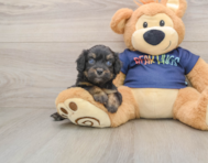 8 week old Mini Aussiedoodle Puppy For Sale - Florida Fur Babies