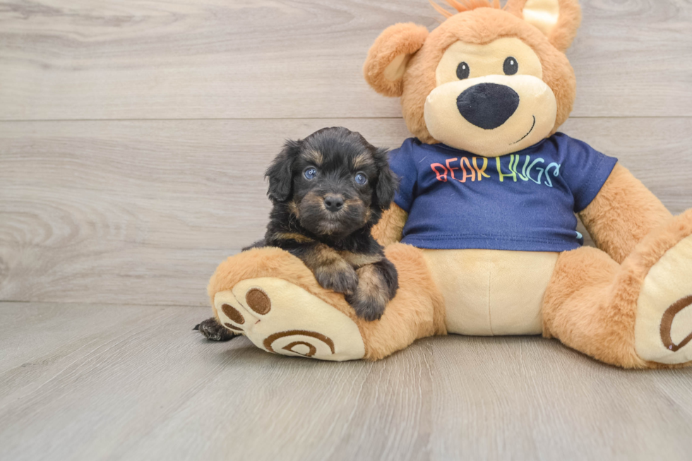 Best Mini Aussiedoodle Baby