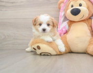 7 week old Mini Aussiedoodle Puppy For Sale - Florida Fur Babies