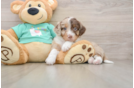 Mini Aussiedoodle Pup Being Cute