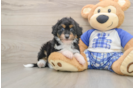 Cute Mini Aussiedoodle Baby