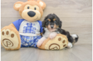 Hypoallergenic Aussiepoo Poodle Mix Puppy