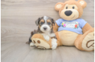 Petite Mini Aussiedoodle Poodle Mix Pup