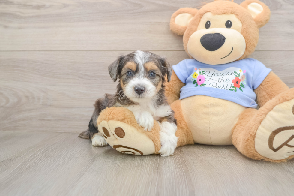 Petite Mini Aussiedoodle Poodle Mix Pup
