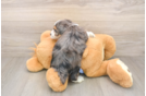 Best Mini Aussiedoodle Baby