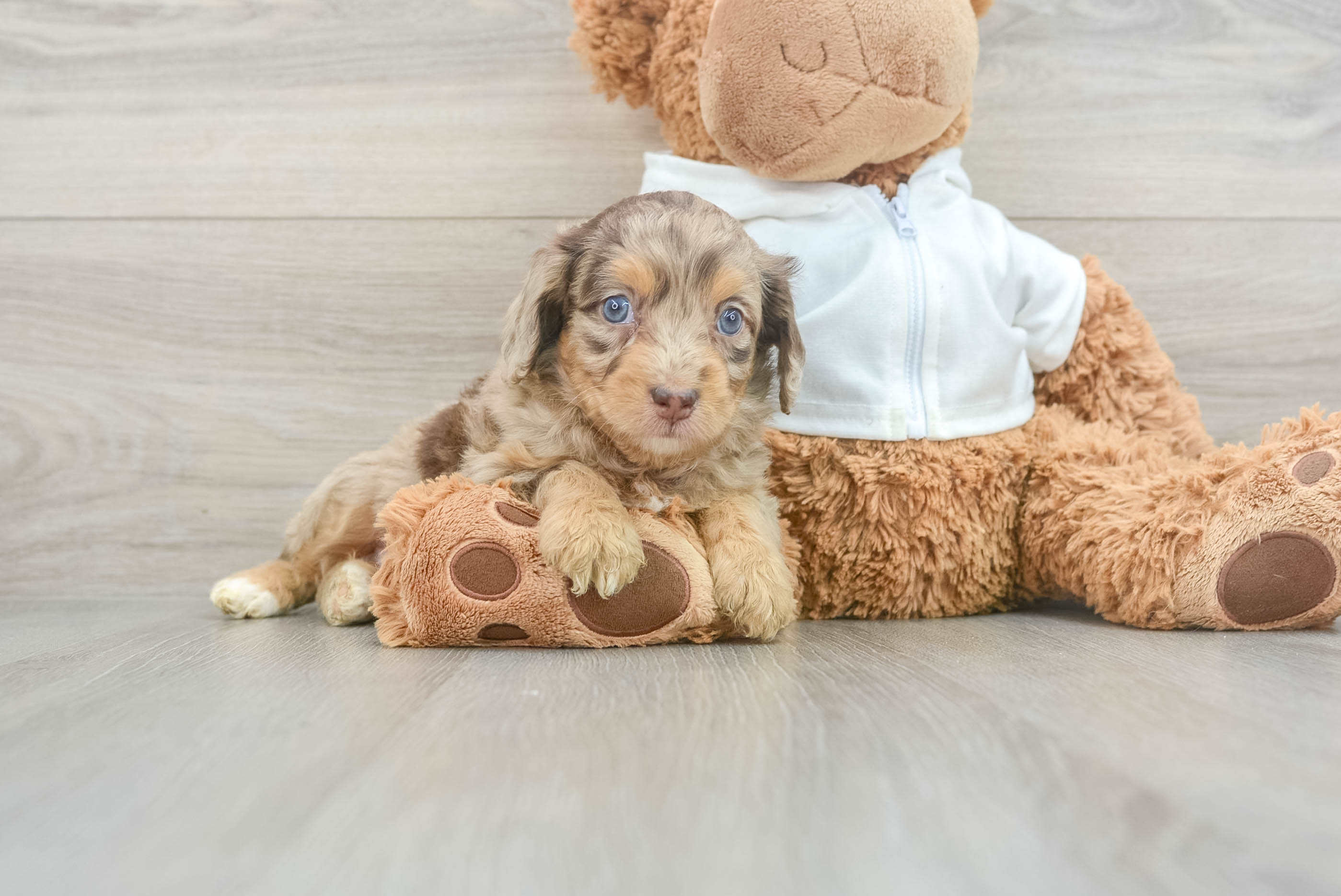 Sweet Mini Aussiedoodle Baby