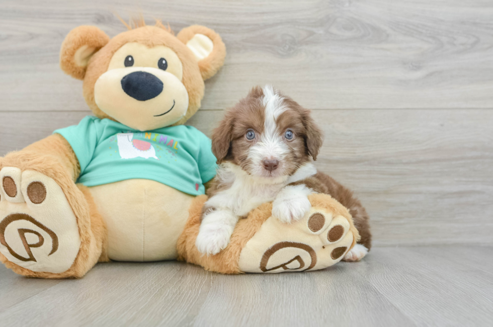 7 week old Mini Aussiedoodle Puppy For Sale - Florida Fur Babies