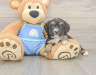 6 week old Mini Aussiedoodle Puppy For Sale - Florida Fur Babies