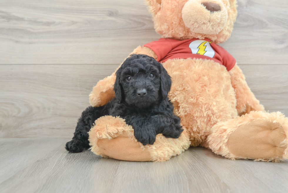 Smart Mini Aussiedoodle Poodle Mix Pup