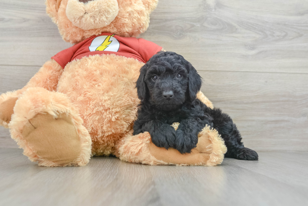 Smart Mini Aussiedoodle Poodle Mix Pup