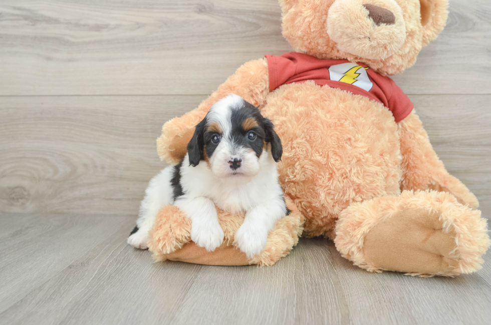 7 week old Mini Aussiedoodle Puppy For Sale - Florida Fur Babies