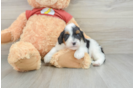 Mini Aussiedoodle Pup Being Cute