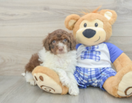 8 week old Mini Aussiedoodle Puppy For Sale - Florida Fur Babies