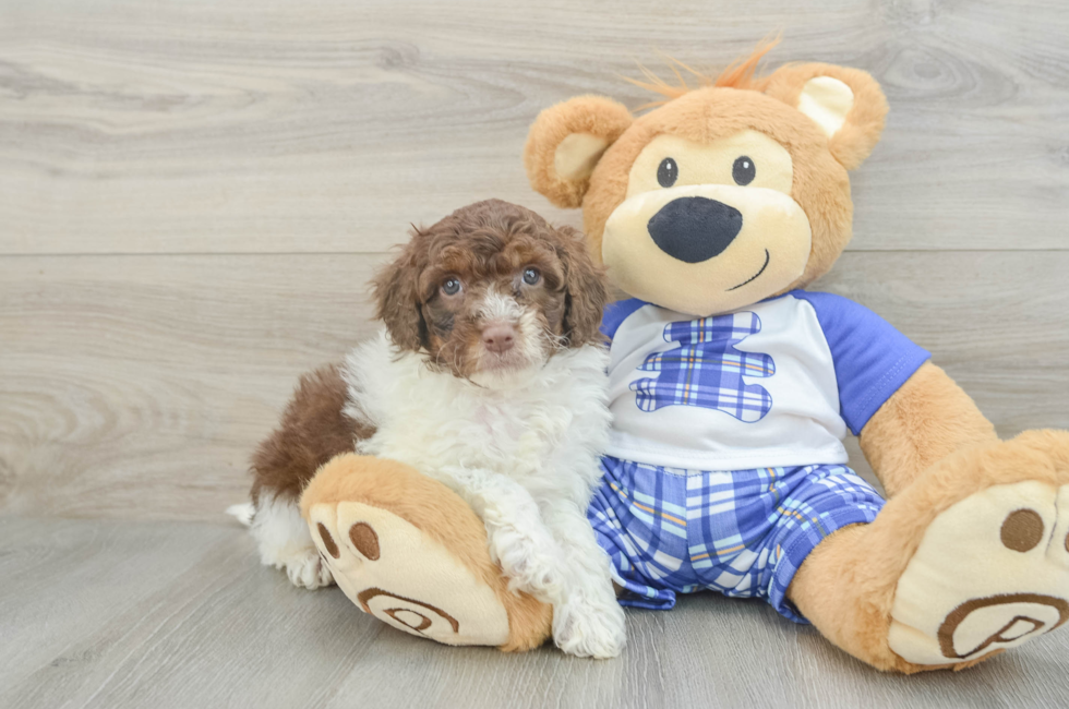 7 week old Mini Aussiedoodle Puppy For Sale - Florida Fur Babies