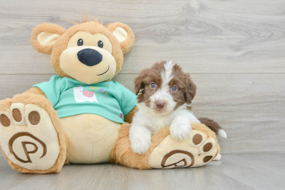 Funny Mini Aussiedoodle Poodle Mix Pup