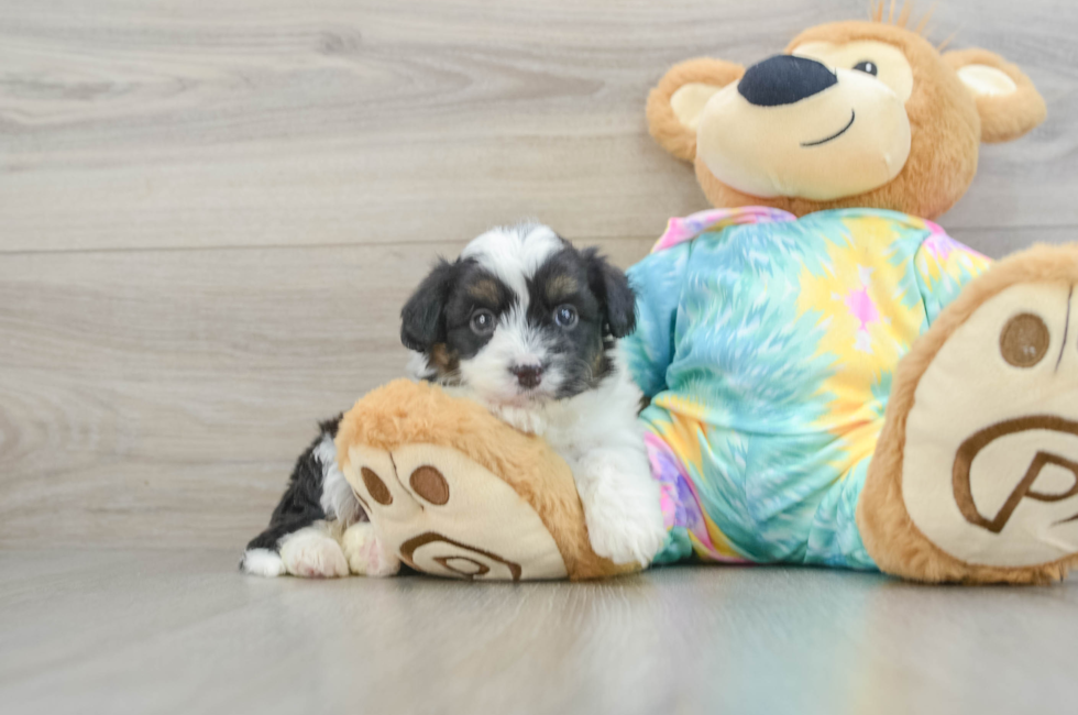 5 week old Mini Aussiedoodle Puppy For Sale - Florida Fur Babies