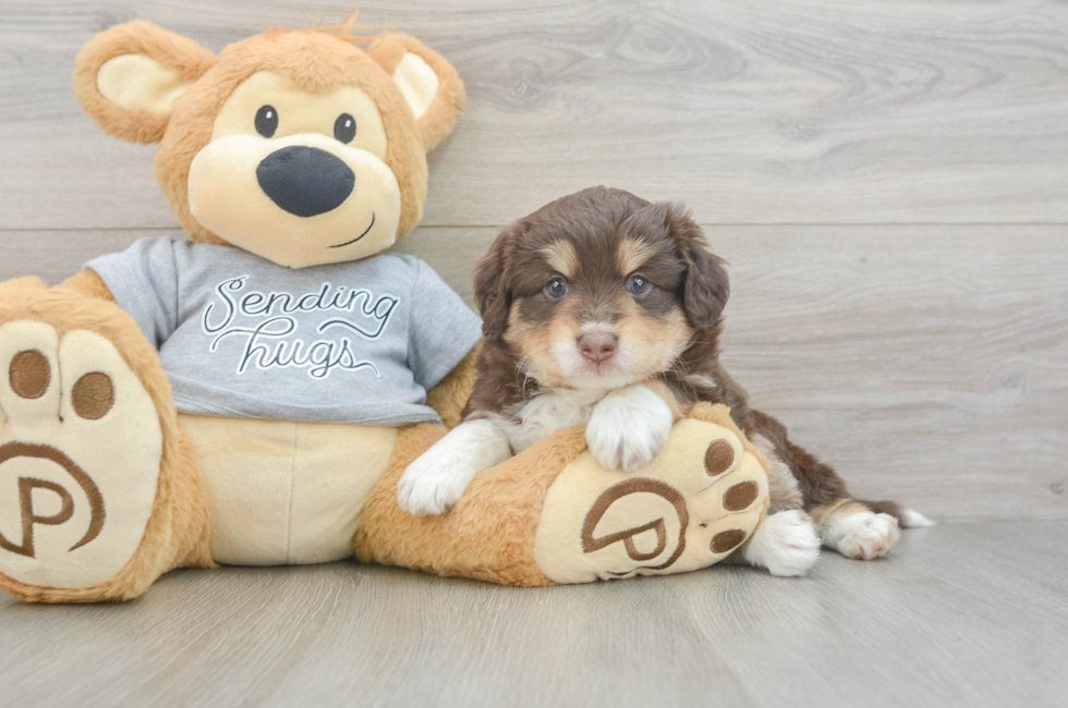 5 week old Mini Aussiedoodle Puppy For Sale - Florida Fur Babies