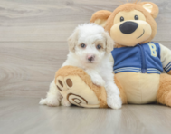 9 week old Mini Aussiedoodle Puppy For Sale - Florida Fur Babies