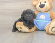 6 week old Mini Aussiedoodle Puppy For Sale - Florida Fur Babies