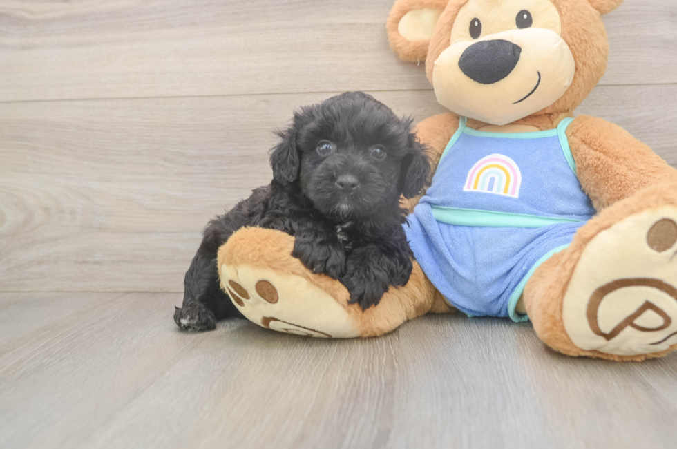 5 week old Mini Aussiedoodle Puppy For Sale - Florida Fur Babies