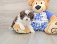 7 week old Mini Aussiedoodle Puppy For Sale - Florida Fur Babies