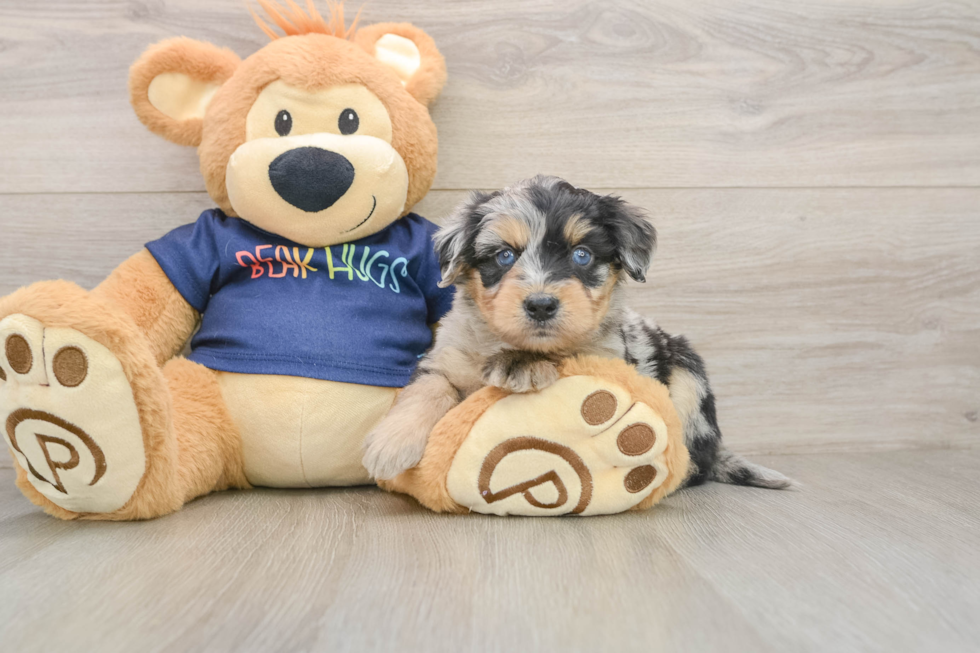 Friendly Mini Aussiedoodle Baby