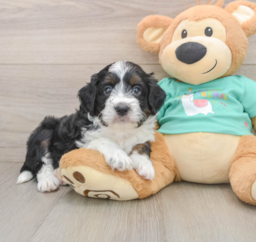 6 week old Mini Aussiedoodle Puppy For Sale - Florida Fur Babies