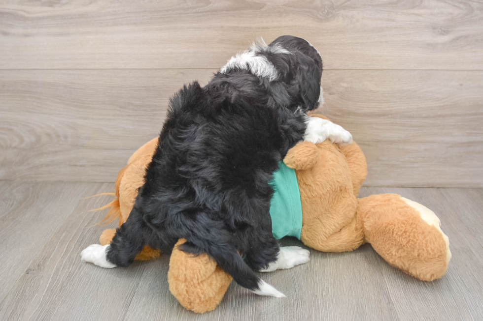 Small Mini Aussiedoodle Baby