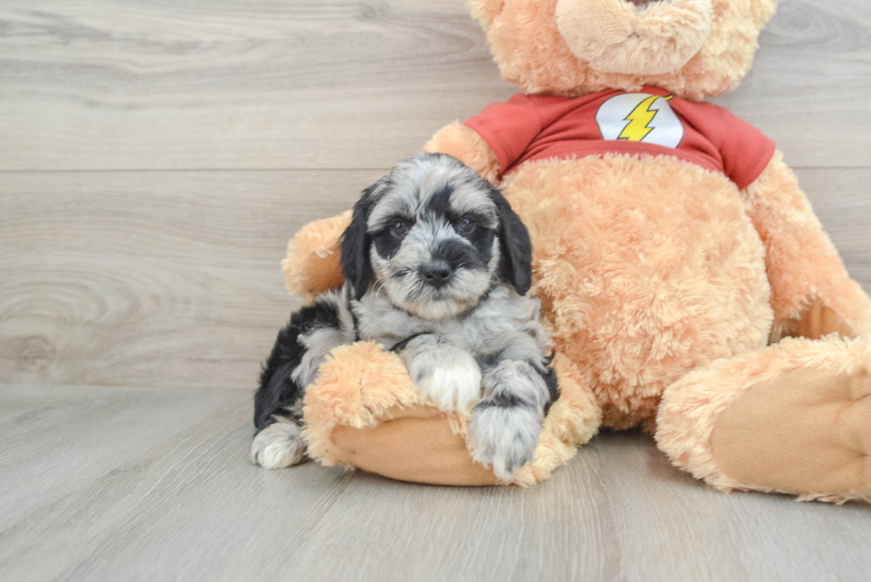 Best Mini Aussiedoodle Baby