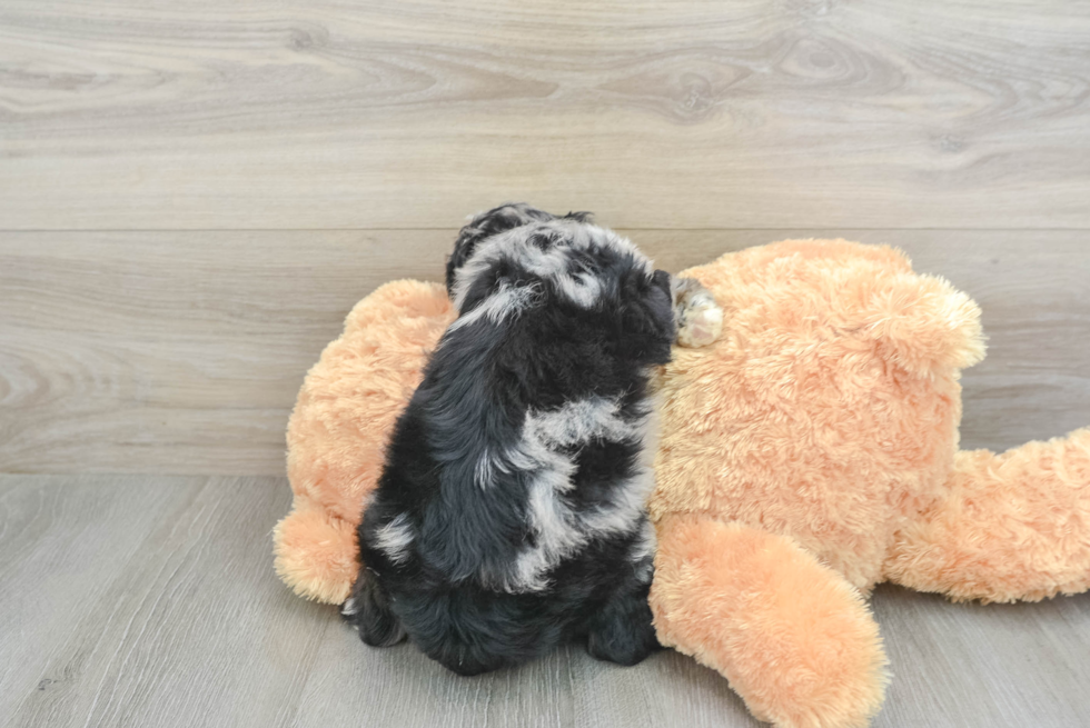 Hypoallergenic Aussiepoo Poodle Mix Puppy