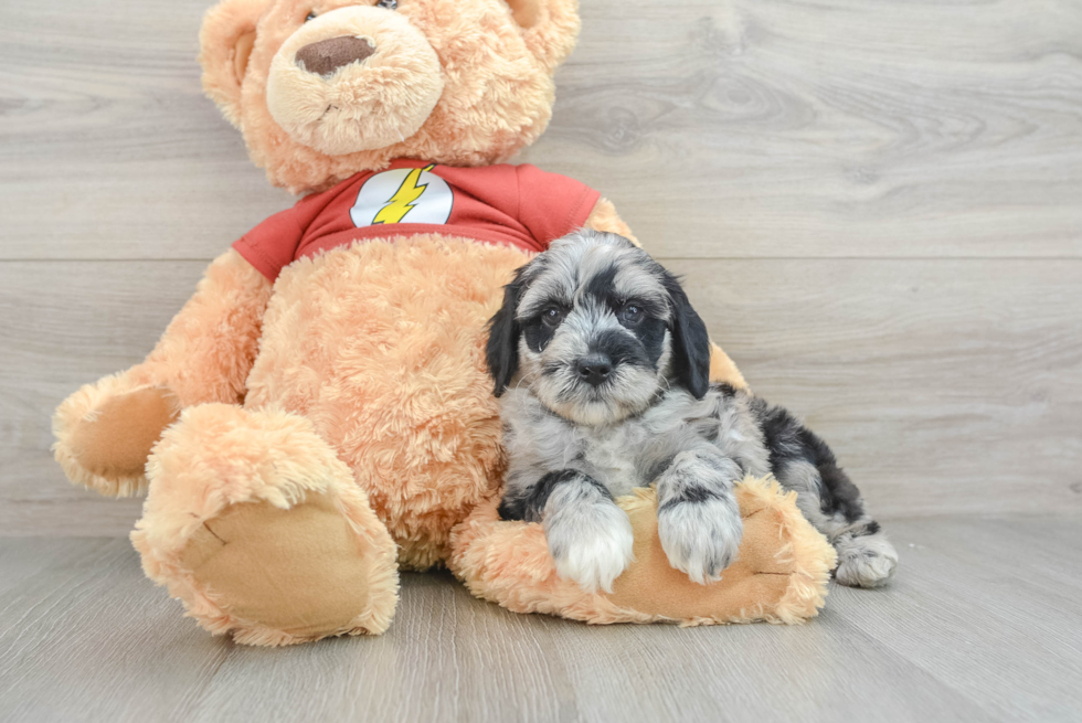 Best Mini Aussiedoodle Baby