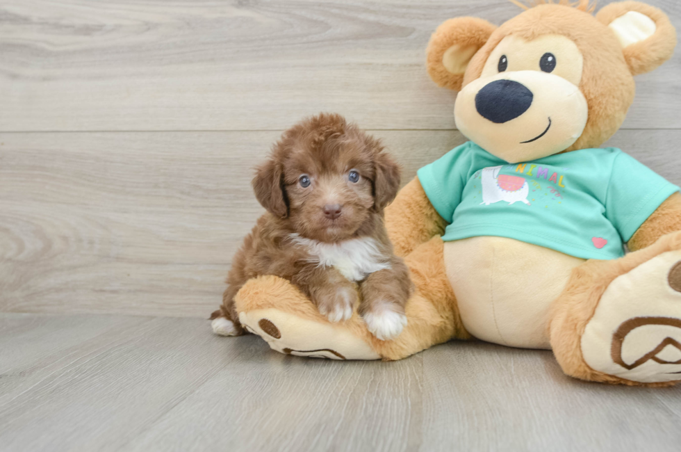 7 week old Mini Aussiedoodle Puppy For Sale - Florida Fur Babies