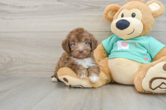 Mini Aussiedoodle Pup Being Cute