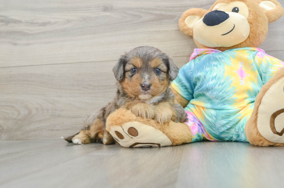 5 week old Mini Aussiedoodle Puppy For Sale - Florida Fur Babies