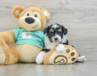 8 week old Mini Aussiedoodle Puppy For Sale - Florida Fur Babies