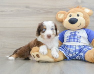 7 week old Mini Aussiedoodle Puppy For Sale - Florida Fur Babies