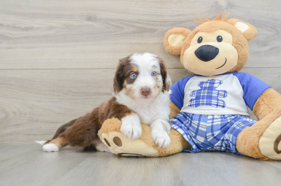 5 week old Mini Aussiedoodle Puppy For Sale - Florida Fur Babies