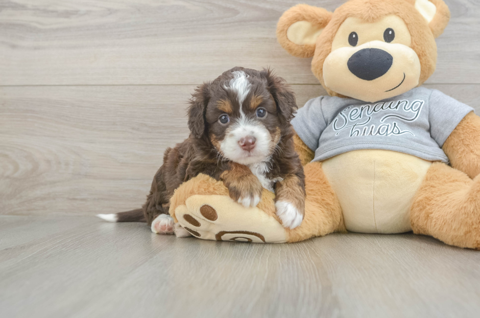 5 week old Mini Aussiedoodle Puppy For Sale - Florida Fur Babies