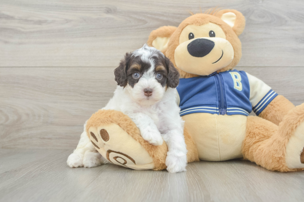 5 week old Mini Aussiedoodle Puppy For Sale - Florida Fur Babies