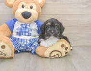 8 week old Mini Aussiedoodle Puppy For Sale - Florida Fur Babies