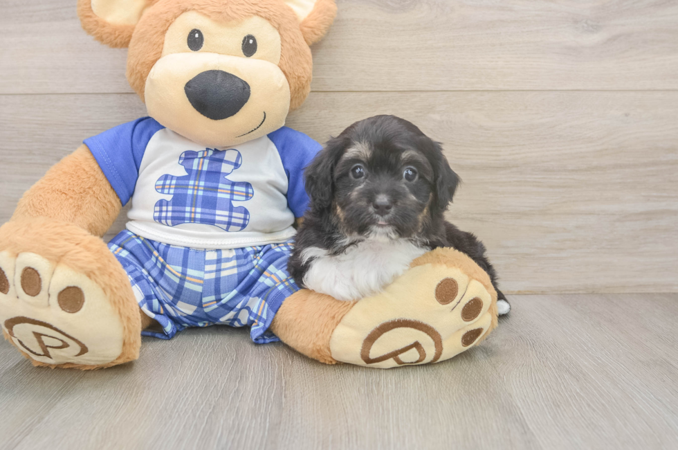 6 week old Mini Aussiedoodle Puppy For Sale - Florida Fur Babies