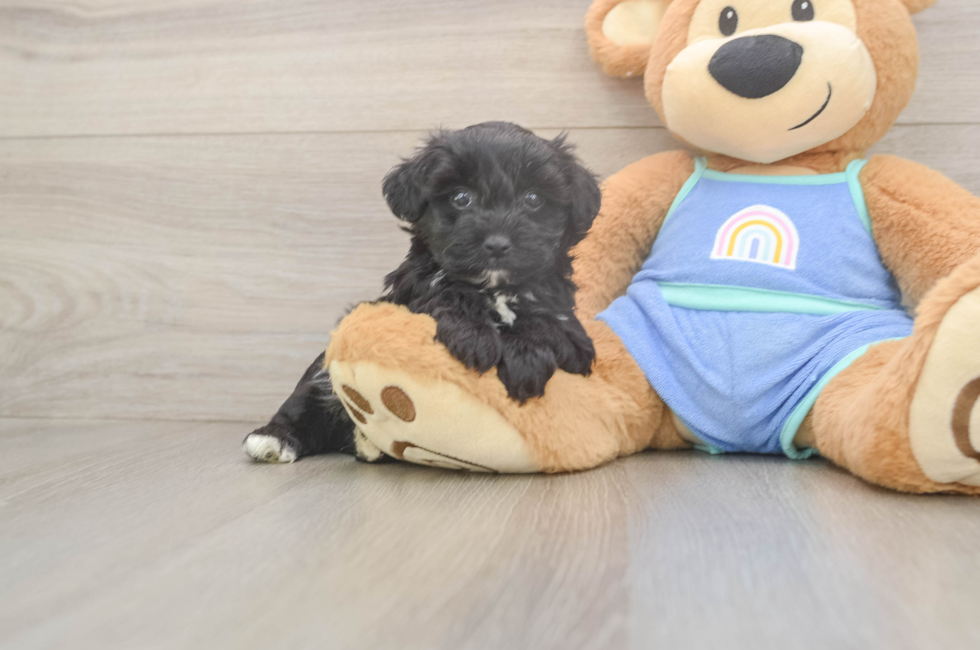 5 week old Mini Aussiedoodle Puppy For Sale - Florida Fur Babies